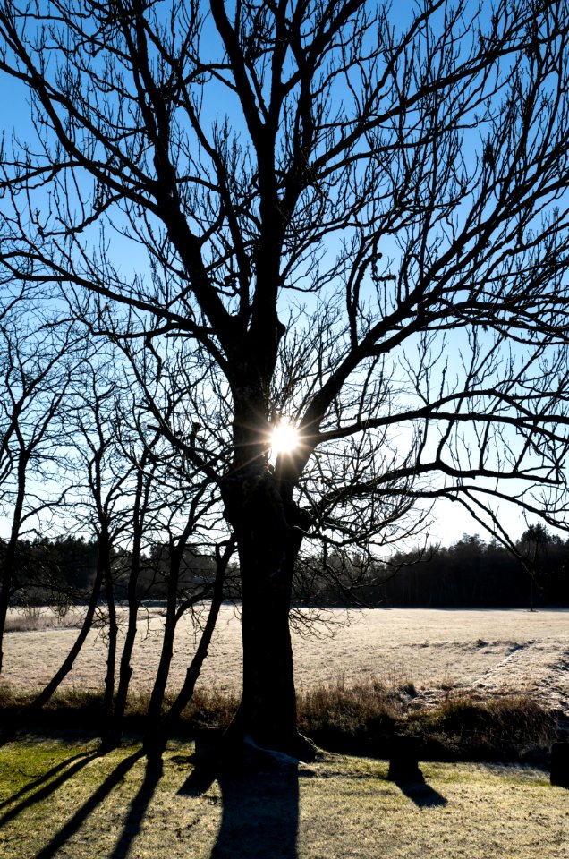 Sun in a tree in Brastad 2