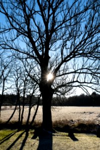 Sun in a tree in Brastad 2 photo