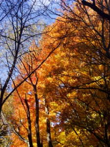 Sun on Maple Leaves, Bird Park, Mount Lebanon, 2019-10-23, 02