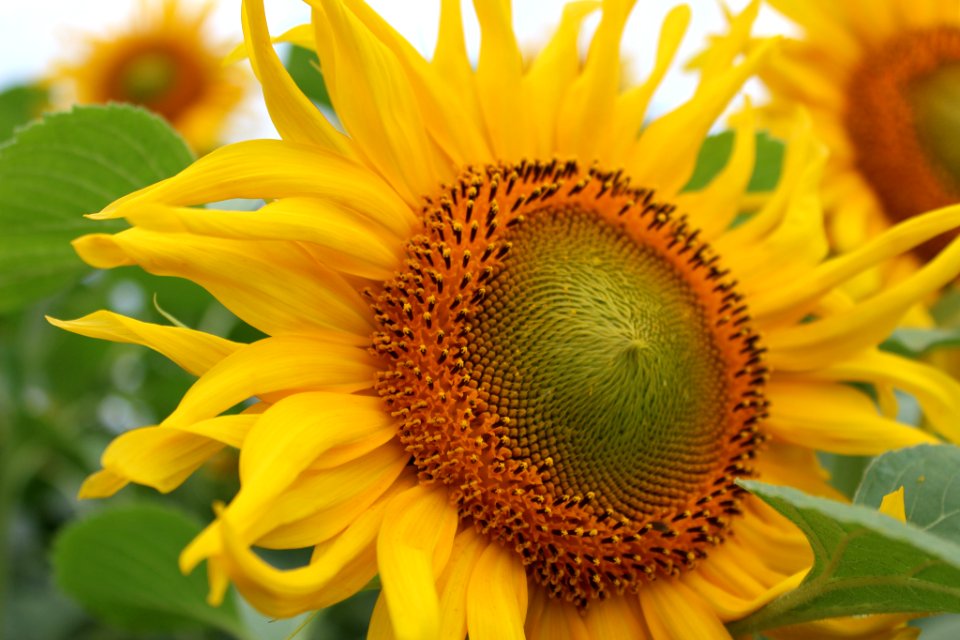 Sunflower (248058821)