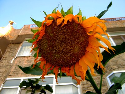 Sunflower- Behesh st - nishapur 2