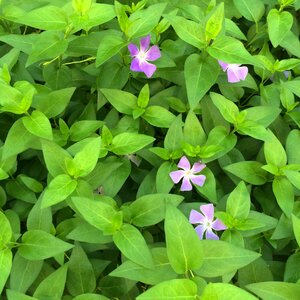 Leaf green purple