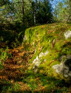 Sunlit cliff with moss in Gullmarsskogen 1 photo