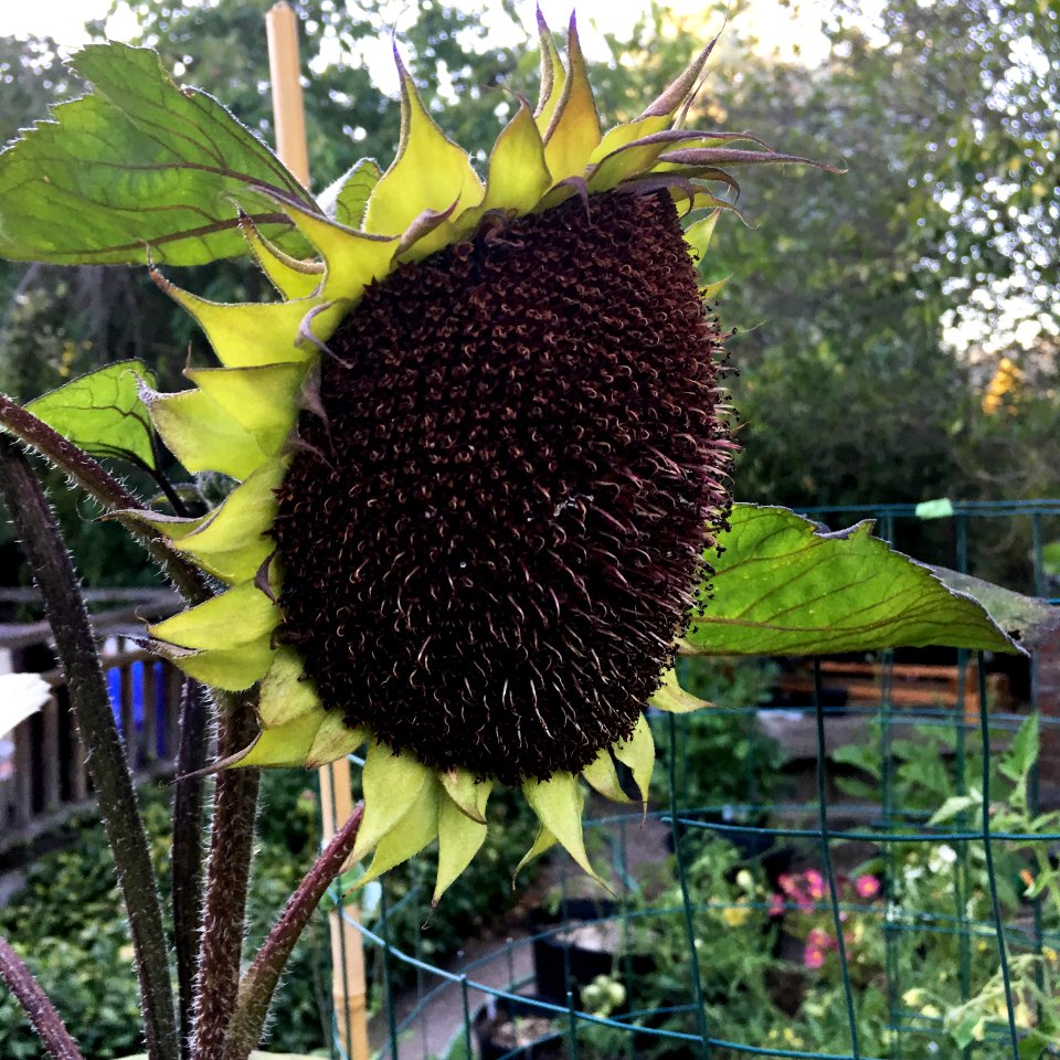 Sunflower 'ProCut Red' IMG 4162