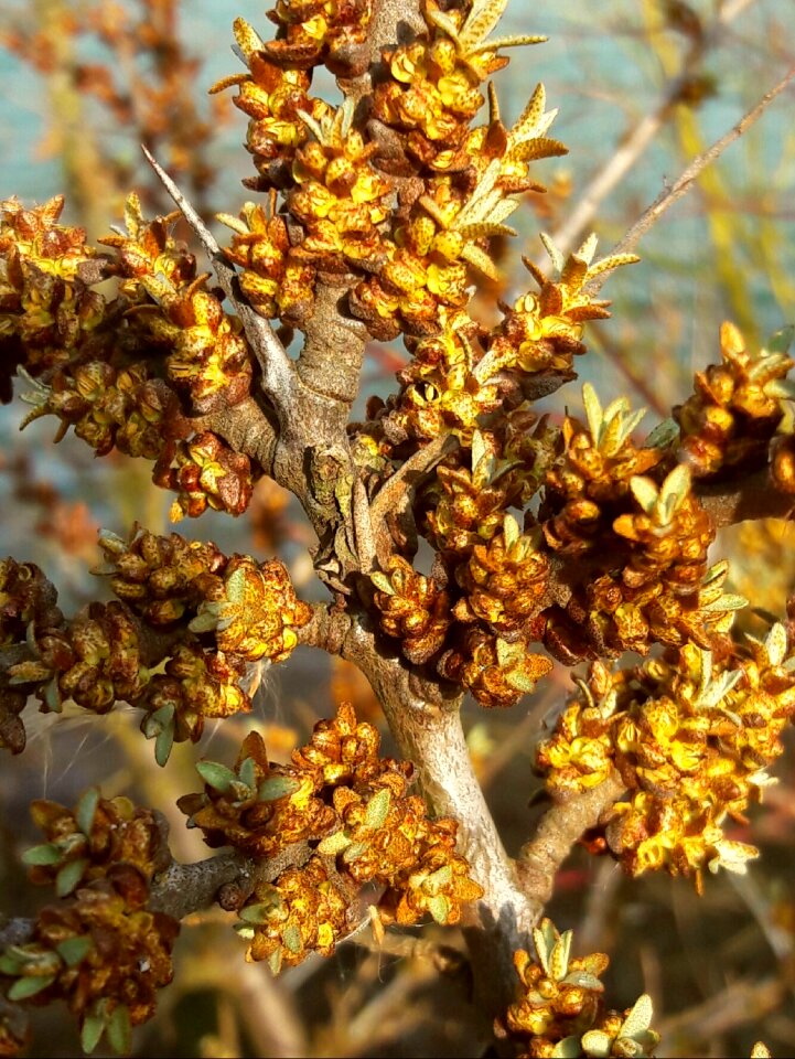 See thorn flowers thorns