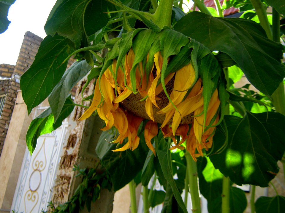 Sunflower in sidewalk front a house - alley in 17 shahrivar st - Nishapur 04