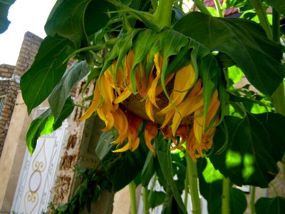Sunflower in sidewalk front a house - alley in 17 shahrivar st - Nishapur 04