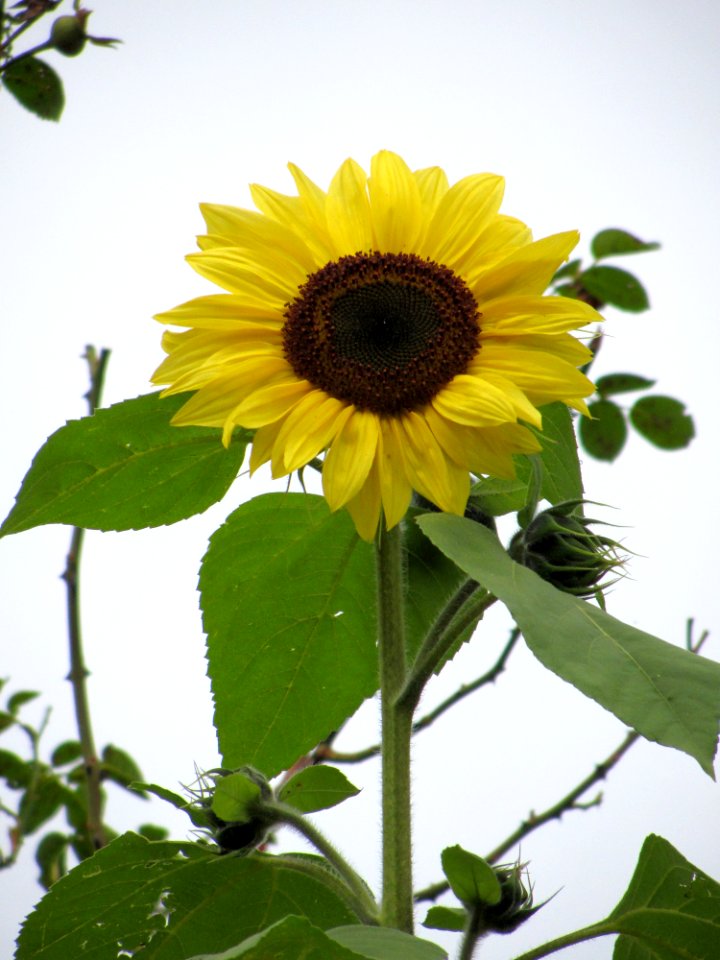 Sunflower in the garden