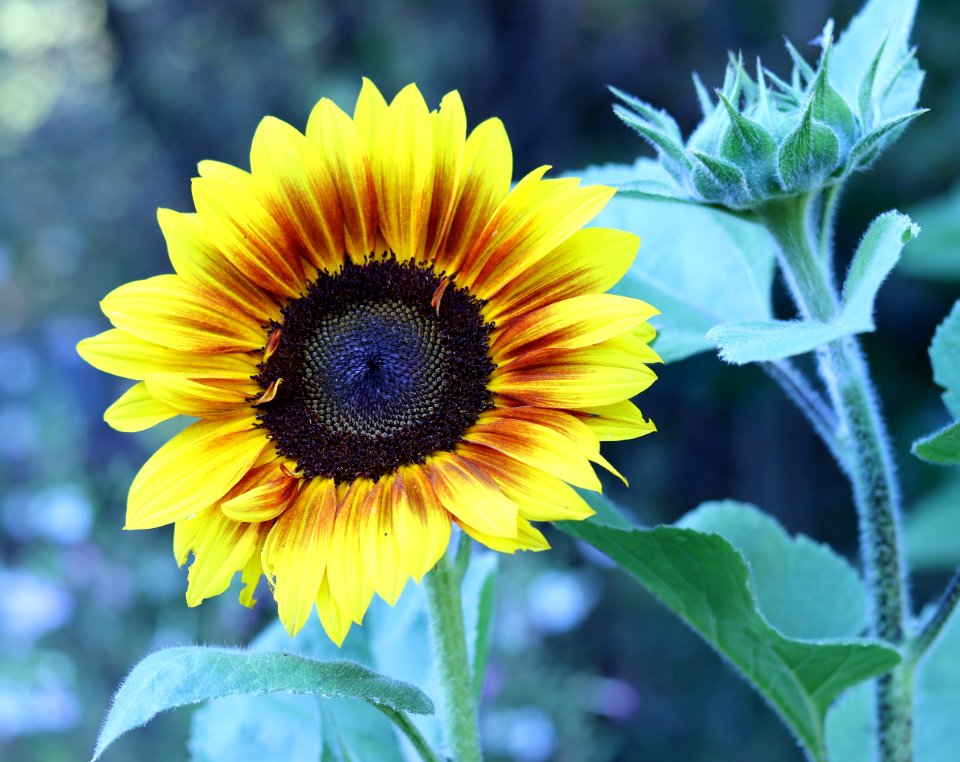 Sunflower Public Domain