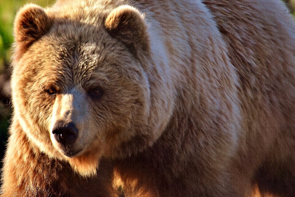 Dangerous animal world fur