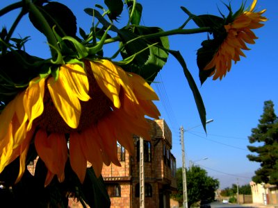 Sunflower in sidewalk front a house - alley in 17 shahrivar st - Nishapur 09