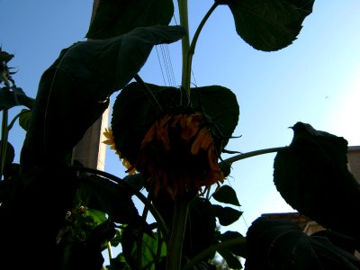 Sunflower in sidewalk front a house - alley in 17 shahrivar st - Nishapur 03
