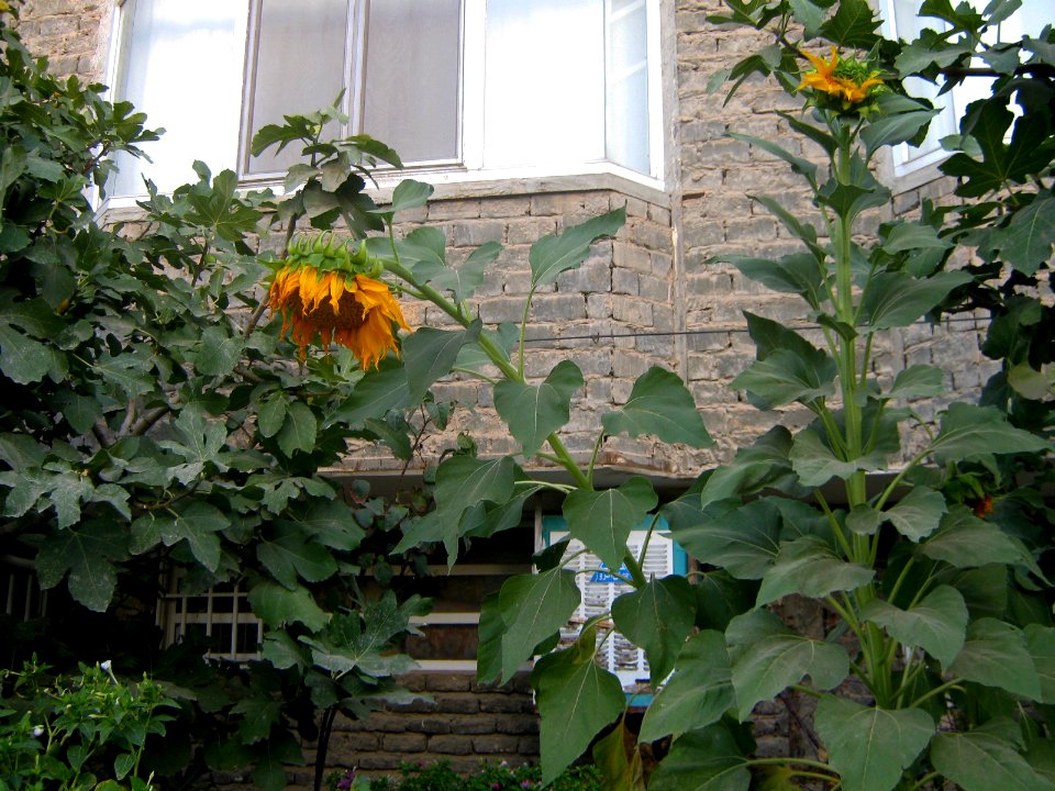 Sunflower- Behesh st - nishapur 1