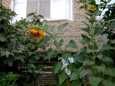 Sunflower- Behesh st - nishapur 1