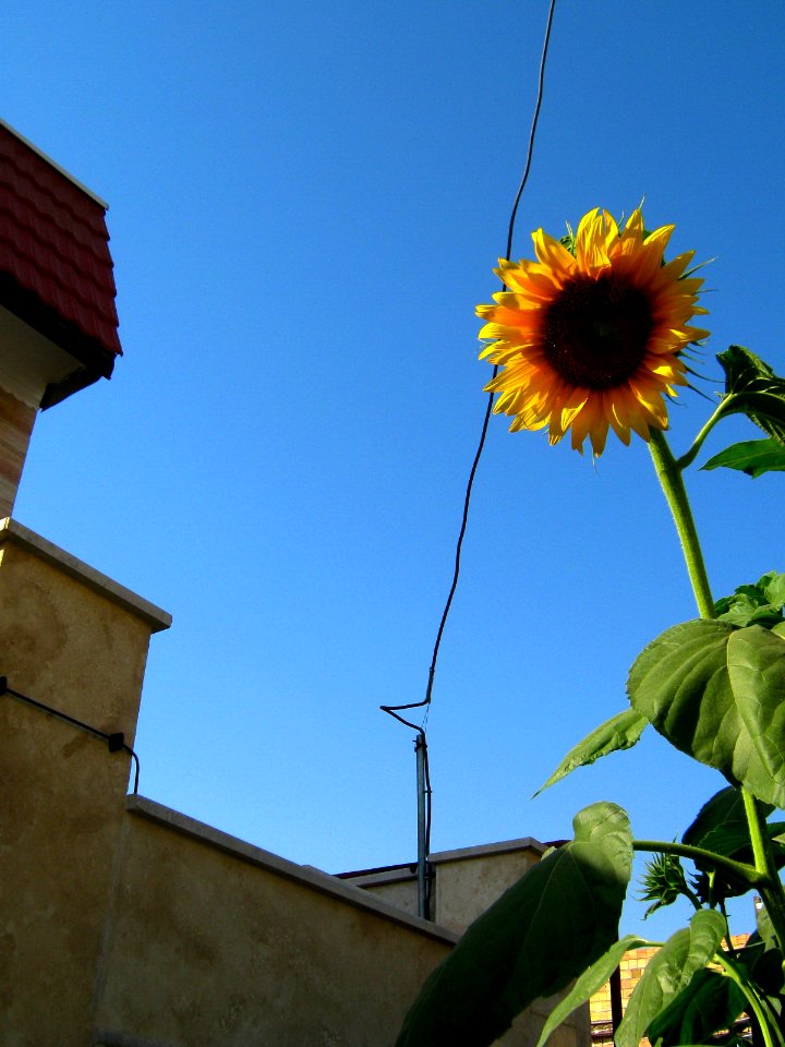 Sunflower in sidewalk front a house - alley in 17 shahrivar st - Nishapur 13