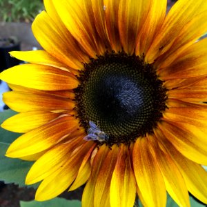 Sunflowers public domain helianthus annuus IMG 0791