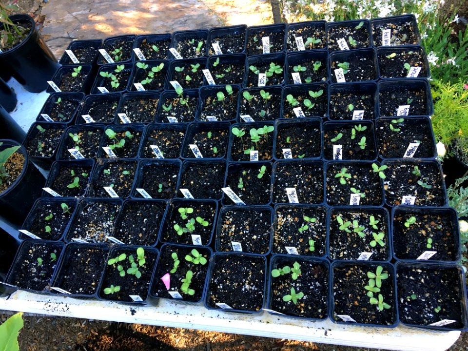 Sunflower seedlings IMG-7574