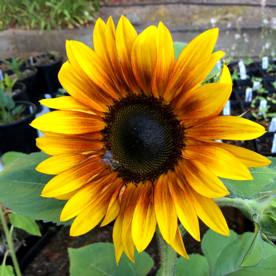 Sunflowers public domain helianthus annuus IMG 0785