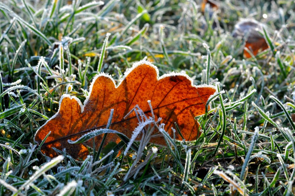 Frost leaves icing