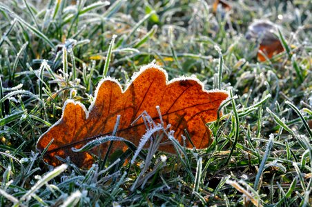 Frost leaves icing photo