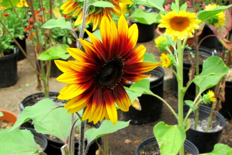 Sunflowers public domain helianthus annuus IMG 5605