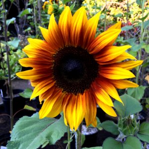 Sunflowers public domain helianthus annuus IMG 0779
