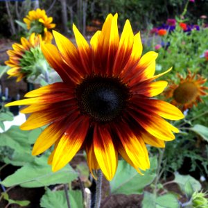 Sunflowers public domain helianthus annuus IMG 6948