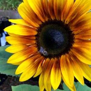 Sunflowers public domain helianthus annuus IMG 0790-