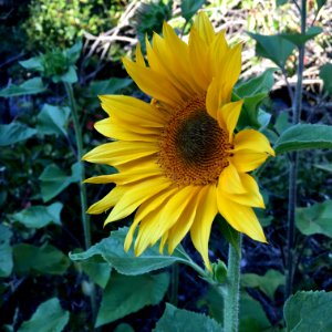 Sunflower-apricot-daisy-IMG 0288 photo