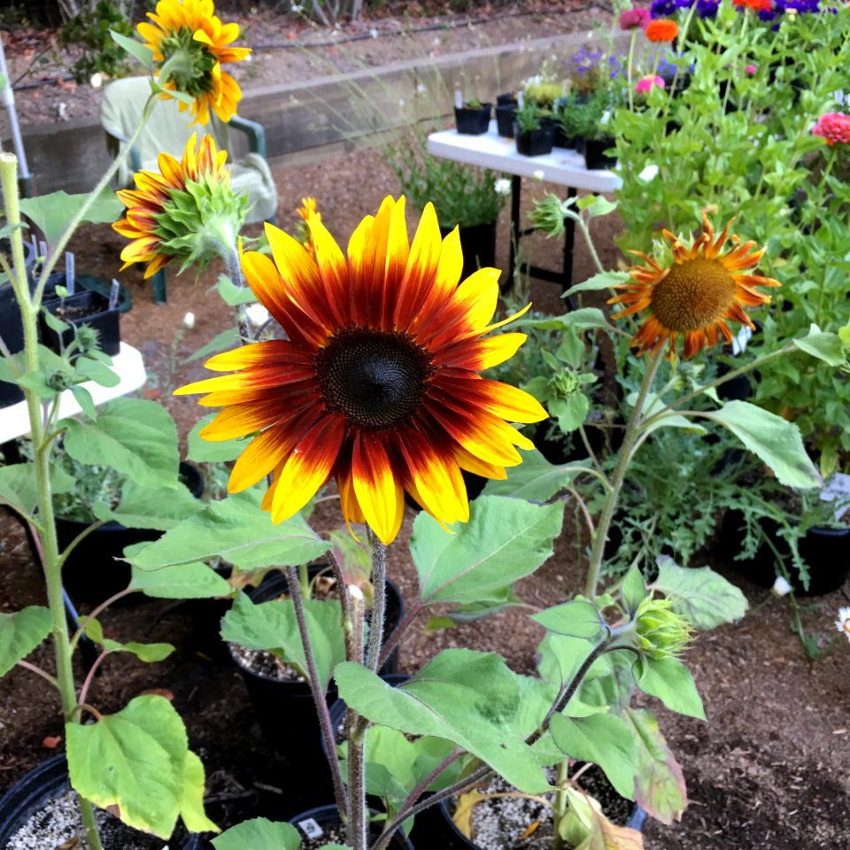 Sunflowers public domain helianthus annuus IMG 6937