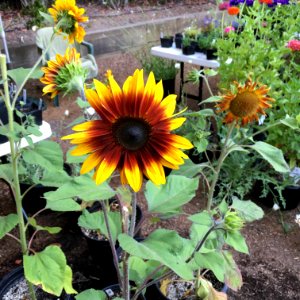 Sunflowers public domain helianthus annuus IMG 6937