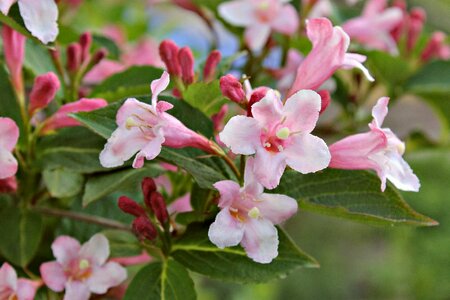Bud nature plant