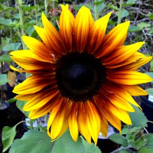 Sunflower-firecracker-IMG 0437