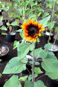 Sunflowers public domain helianthus annuus IMG 5529