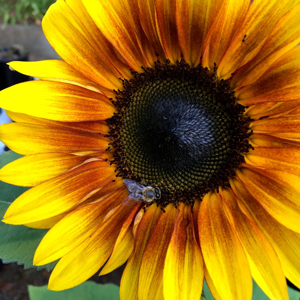 Sunflowers public domain helianthus annuus IMG 0792