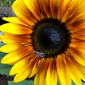 Sunflowers public domain helianthus annuus IMG 0792