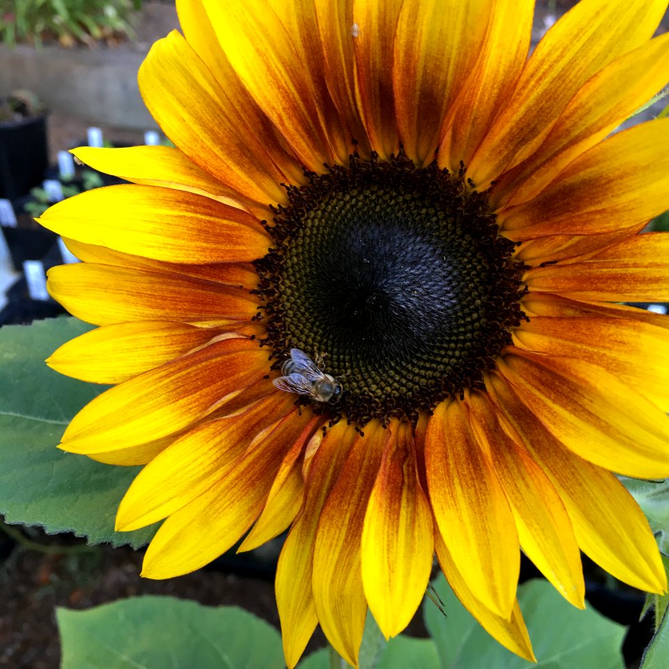 Sunflowers public domain helianthus annuus IMG 0789-