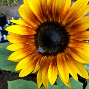 Sunflowers public domain helianthus annuus IMG 0789- photo