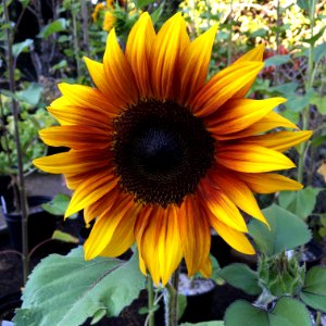 Sunflowers public domain helianthus annuus IMG 0778--