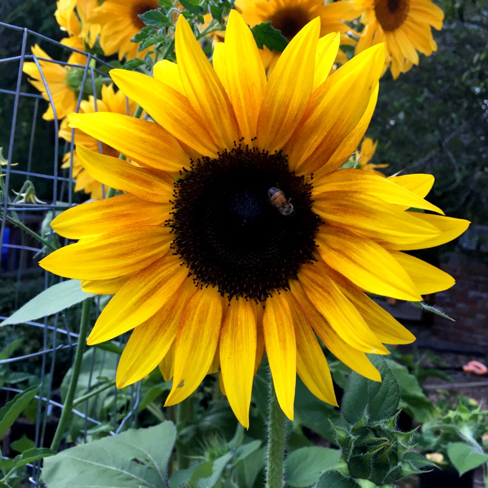 Sunflowers public domain helianthus annuus IMG 5222