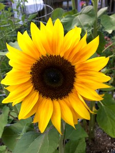 Sunflowers public domain helianthus annuus IMG 2217