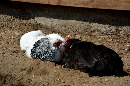 Sundheimer Henne und Sachsenhuhn Henne beim Sandbaden (3)