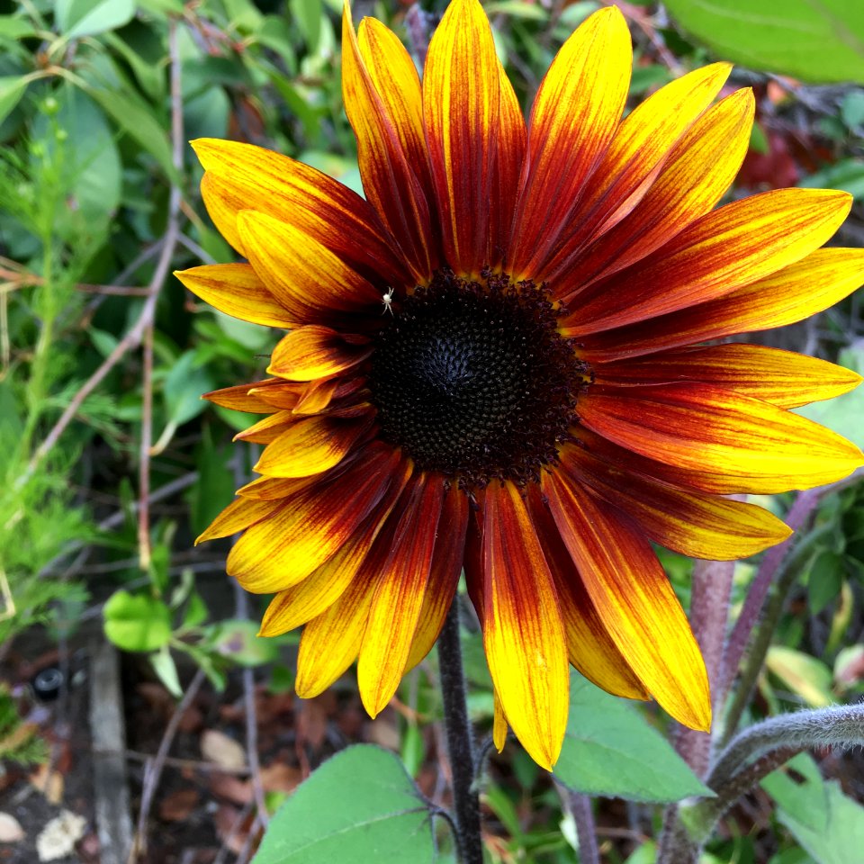 Sunflowers public domain helianthus annuus IMG 3085