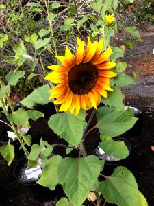Sunflowers public domain helianthus annuus IMG 2465