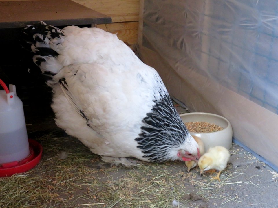 Sundheimer Glucke mit Küken