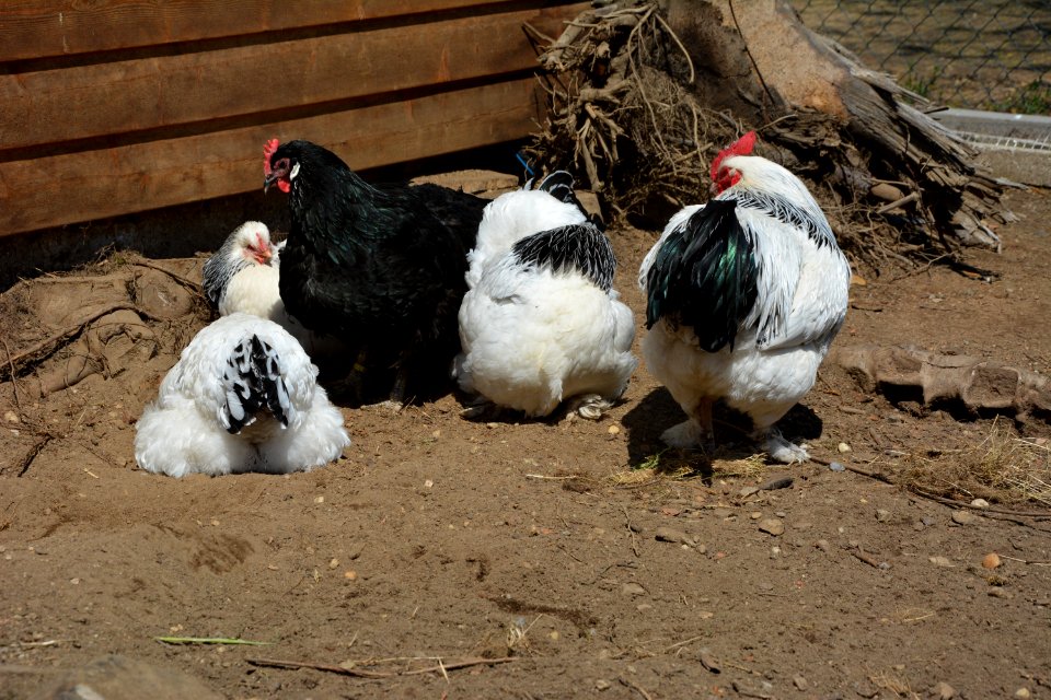 Sundheimer Hühner und Sachsenhuhn