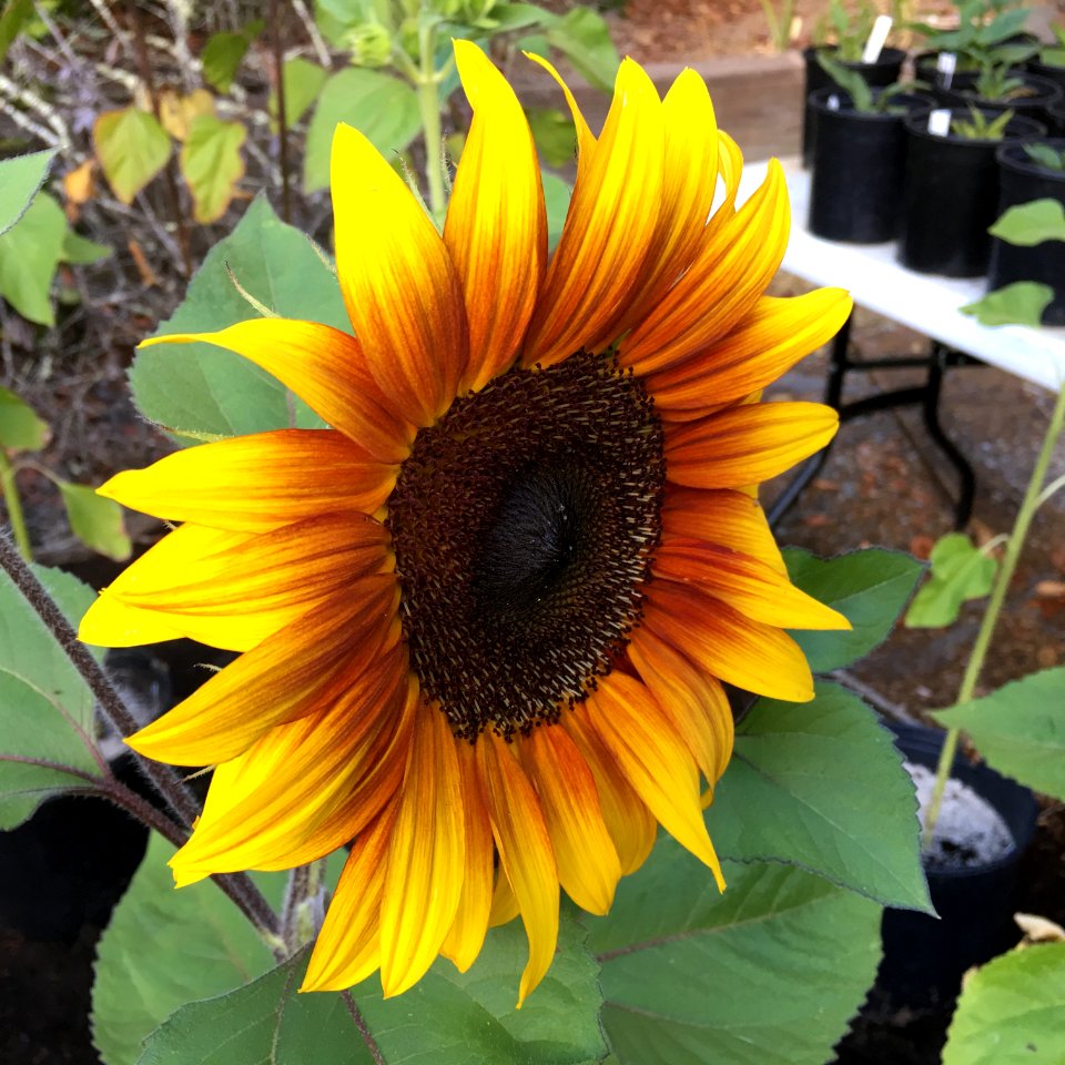 Sunflowers public domain helianthus annuus IMG 1159