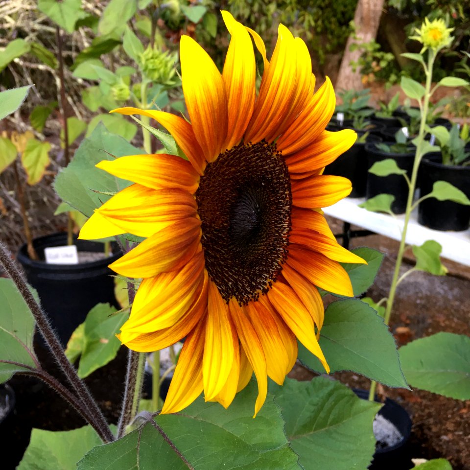 Sunflowers public domain helianthus annuus IMG 1173