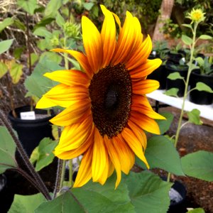 Sunflowers public domain helianthus annuus IMG 1173
