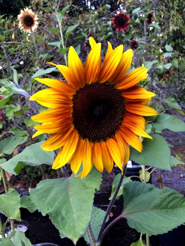 Sunflowers public domain helianthus annuus IMG 2469